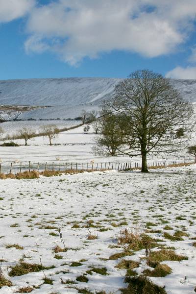 winter field covered in snow and trees